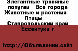 Элегантные травяные попугаи - Все города Животные и растения » Птицы   . Ставропольский край,Ессентуки г.